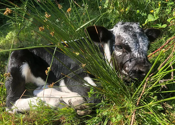 Du Dahu Barbu Semesterbostad